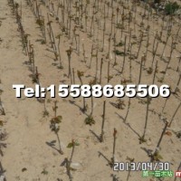 櫻花小苗