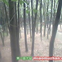香樟
