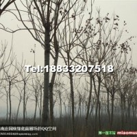 欒樹