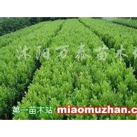 瓜子黃楊