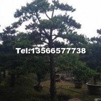 羅漢松