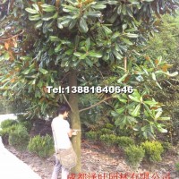 廣玉蘭