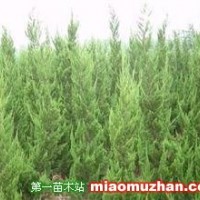 龍柏高桿