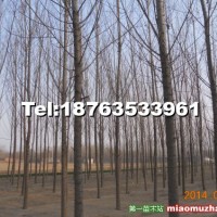 速生楊107