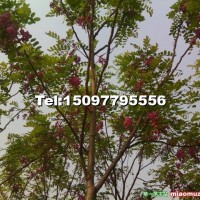 嫁接香花槐