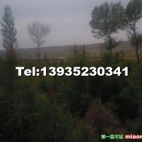 1.2米油松