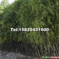 饅頭柳
