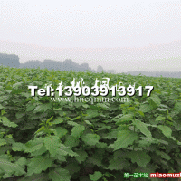 華龍楊