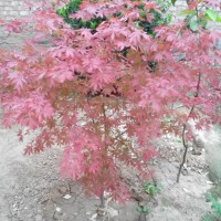 紅楓