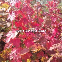 美國紅楓