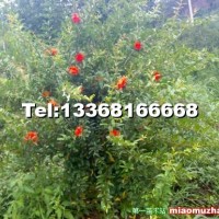花石榴樹(shù)