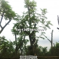 黃槐