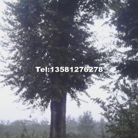 樸樹