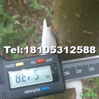 竹柳