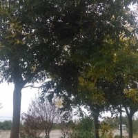 北京欒樹