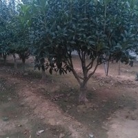 桂花樹