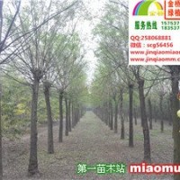 二年帽國槐