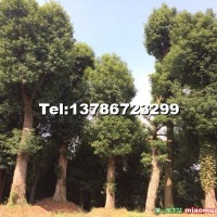 香樟樹