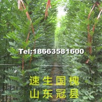 國(guó)槐