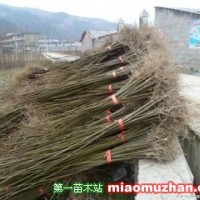 欒樹