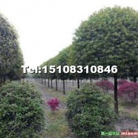 桂花樹