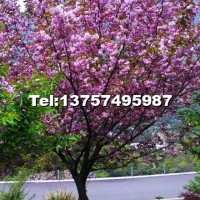 櫻花