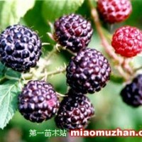 黑樹莓苗