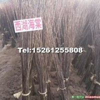 西府海棠