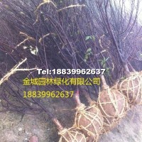 榆葉梅