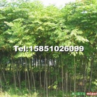 欒樹(shù)