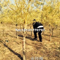 金枝槐
