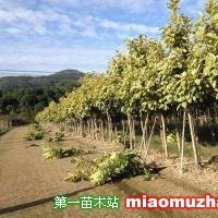 花葉富貴榕
