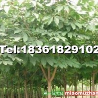 七葉樹