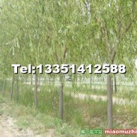 柳樹