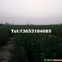 杜梨小苗
