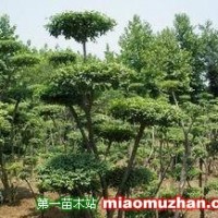 小葉女貞造型