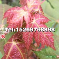 美國改良紅楓