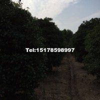 桂花樹