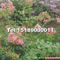 紫薇樹