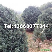 大金桂