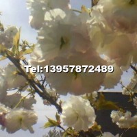 櫻花