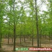 銀杏樹