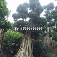 造型小葉榕