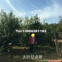 大葉女貞球