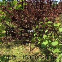 碧桃