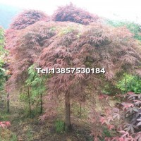 羽毛楓