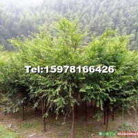 紅豆杉