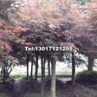 紅楓