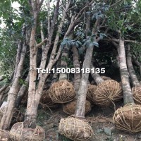 桂花骨架