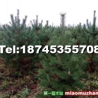 樟子松
